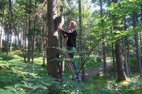 Frau Kontrolliert einen Nistkasten für Fledermäuse an einem Baum.