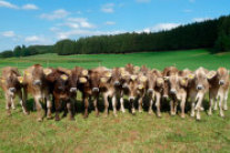 Kälber auf der Weide