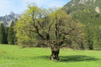 Buche