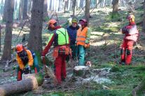 Mehrere Personen mit persönlicher Schutzaustrüstung im Wald