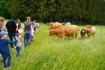 Kinder und Erwachsene stehen neben Kühen auf Weide