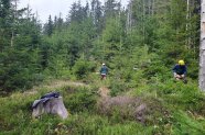 Forstunternehmer beim Auslichten eines Waldbestandes.