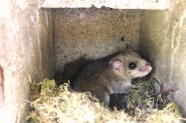 Siebenschläfer in einem Vogelnistkasten