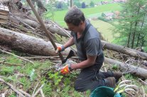 Forstwirtschaftsmeister pflanzt eine junge Tanne in die Schadfläche im Schutzwald.