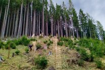 Einzelschutz mit Wuchshüllen in Hanglage