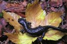 Schwarzer Alpensalamander auf Ahornblatt.