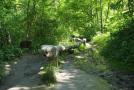 Schlange aus Holz zum Balancieren.