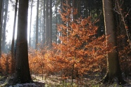 Buchenvorbau in einem Fichtenwald bei Ebersbach