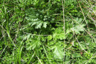 Blattrosette am Boden des Jakobskreuzkrautes