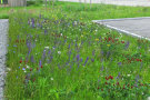 Blumenwiese vor dem Grünen Zentrum in Kaufbeuren