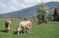 Rinderhaltung, Braunvieh auf der Weide