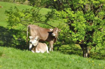 Allgäuer Braunvieh auf der Weide