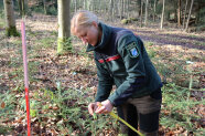 Försterin mit Zollstock und Meterstab begutachtet junge Bäume im Wald. (© Florian Stahl, LWF)