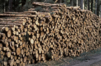 Holzpolter mit Kiefer Industrieholz kurz