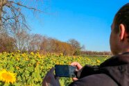 Mann fotografiert Sonnenblumen mit Smartphone.